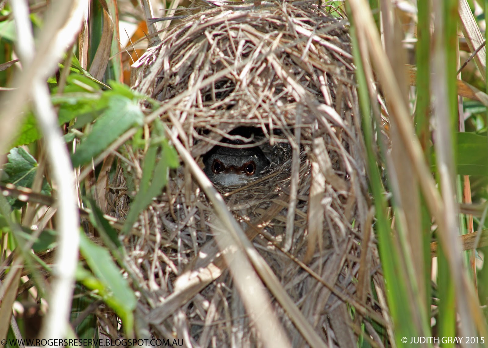 Charles and Motee Rogers Bushland Reserve Nest of the Variegated Fairy