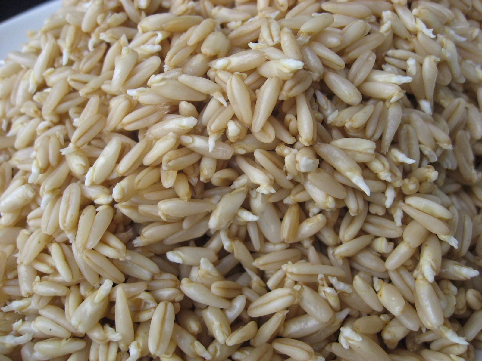 овес чищенный. овес крупа. овес голозерный семена. овёс для очищения. овес валдин.