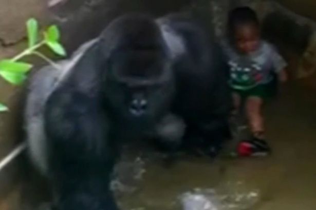 the contrasting perspectives on the death of harambe a cincinnati zoo gorilla A gorilla was welcomed to his new home at the cincinnati zoo, the first addition to gorilla world since the death of harambe in 2016. the contrasting perspectives on the death of harambe a cincinnati zoo gorilla A gorilla was welcomed to his new home at the cincinnati zoo, the first addition to gorilla world since the death of harambe in 2016.