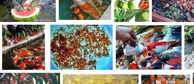 Tips Memberikan Makan Koi Kecil Muda dan Dewasa untuk Warna yang Bagus