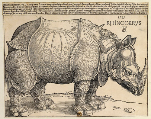 Rhinocéros (1515) by Albrecht DURER (1471-1528)