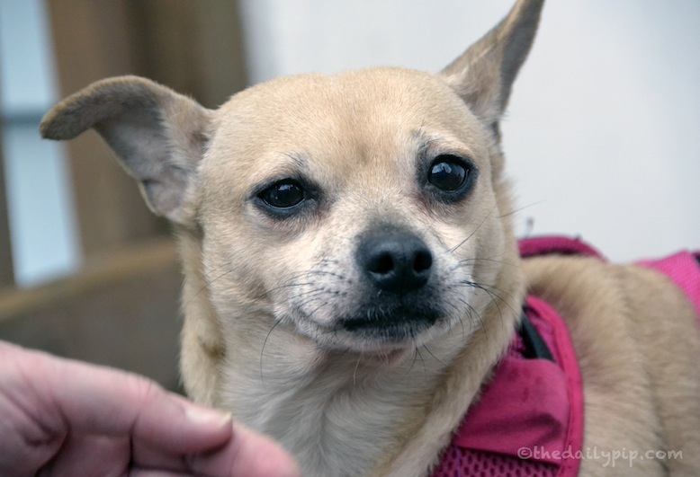 A Chihuahua puppy mill survivor Reba, a a puppy mill survivor is rescued and adopted