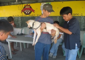 A dog vaccinated against rabies. A dog vaccinated against rabies.
