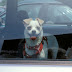 Can you break the window of a car if there's a pet inside in very hot weather?