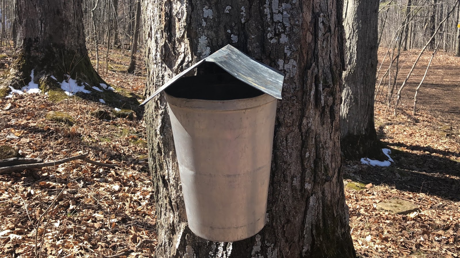 Canadian maple syruppioneer and modern way of making maple syrup with