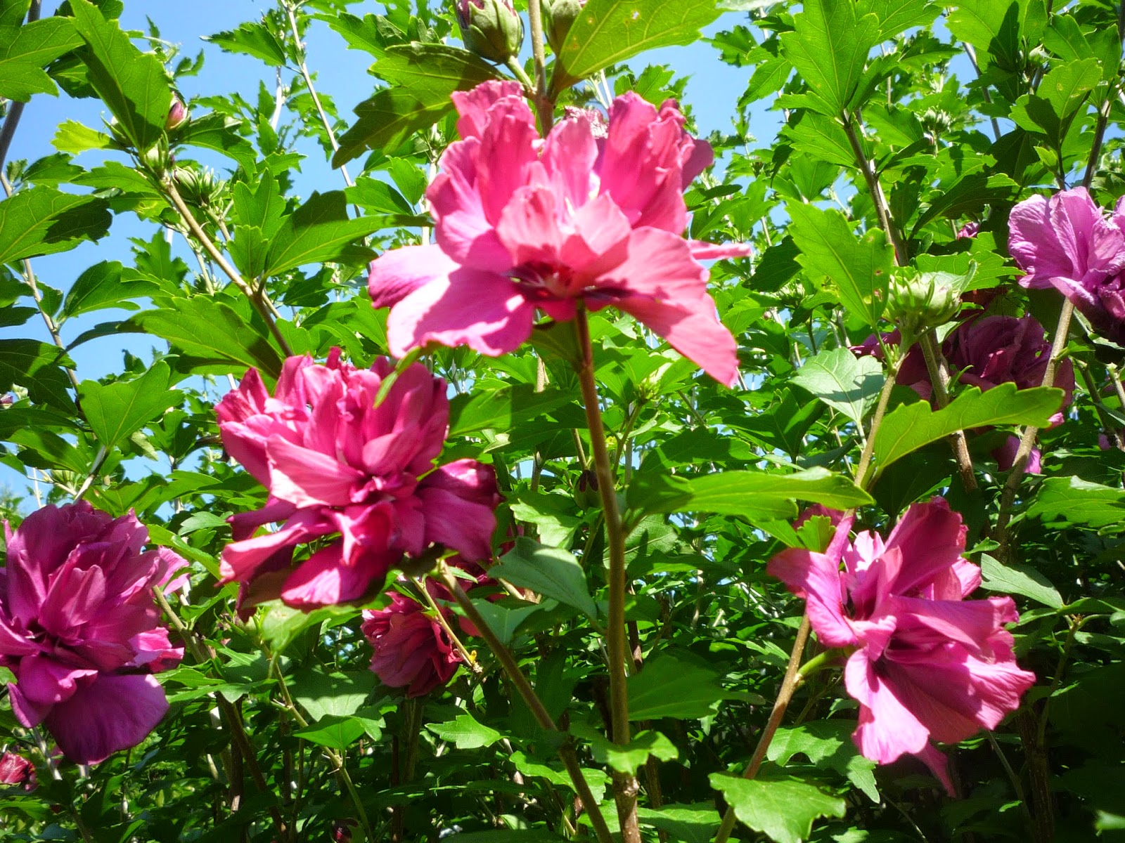 Vermont backyard flowers Aug 2014 Litter with a Story To Tell