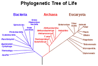 Klasifikasi sistem filogenetik yaitu