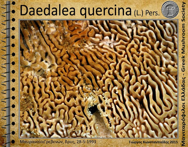 Daedalea quercina (L.) Pers.