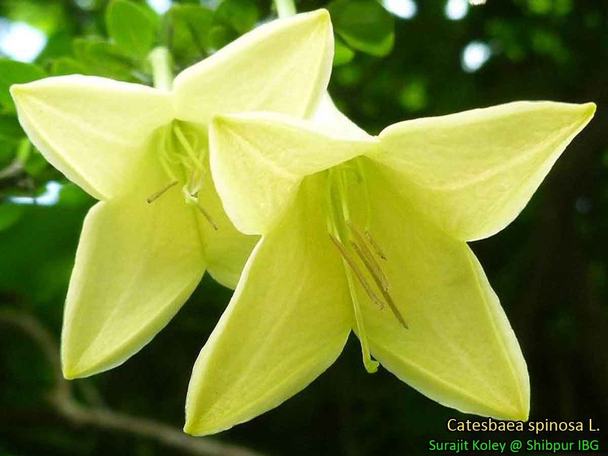 Medicinal Plants Catesbaea spinosa, Lily Thorn