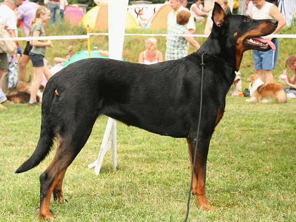 Beauceron Excellent Search and Rescue Dogs Best Puppys