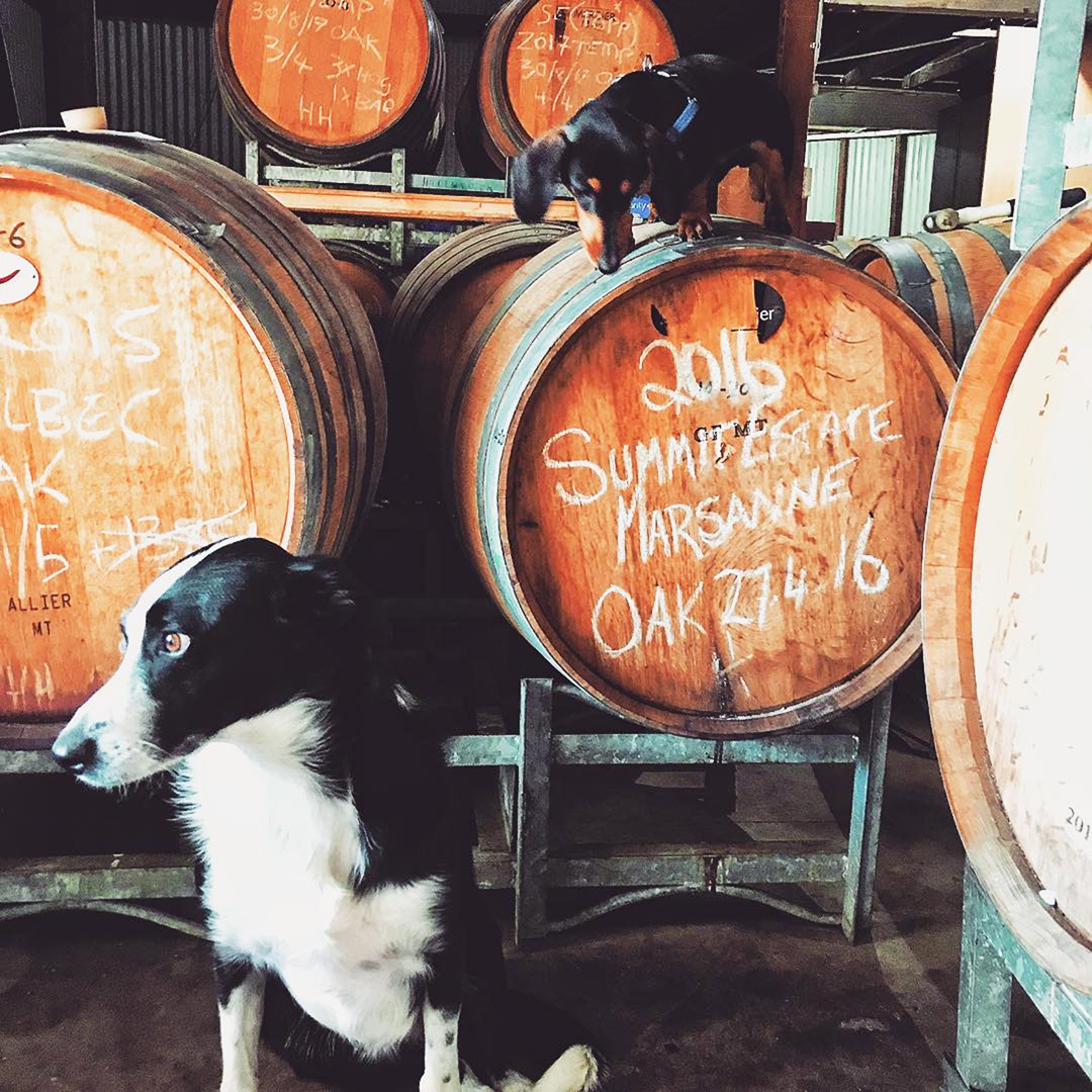 Best DogFriendly Wineries in Australia Australian Dog Lover