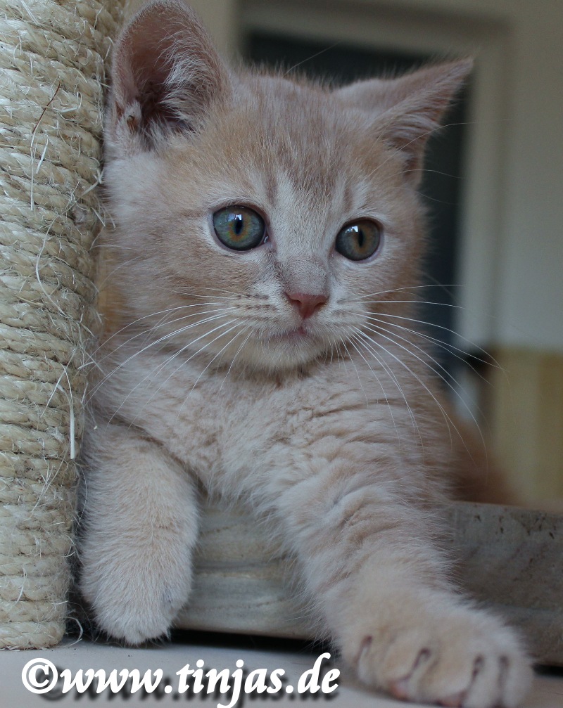 Britisch Kurzhaar (BKH) Kitten und Britisch Langhaar Katzenbabys: ð¯