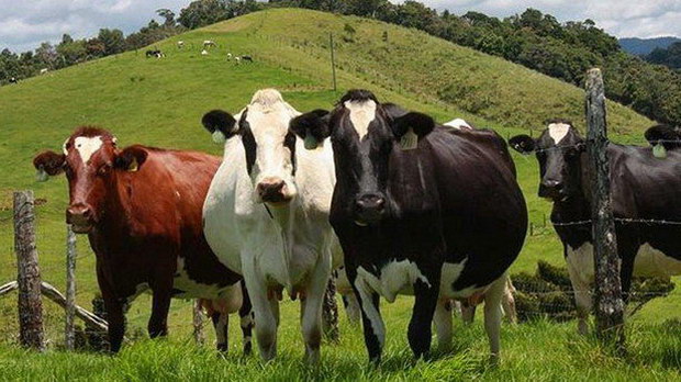 Οζώδης Δερματίτιδα στον Έβρο: Θανατώθηκαν 141 ζώα - Μάχη με τον χρόνο για να εμβολιαστούν 19.000 βοοειδή