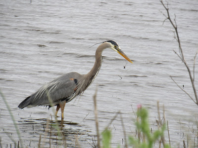 great blue heron