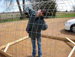 chicken coop hoop panels building cattle pen coops plans skids hog together gypsy pb stapling worked issue around them gypsyfarmgirl