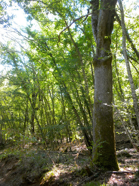wood near Ricavo, Castellina in Chianti