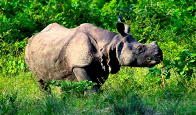 https://myjungletrip.com/en/product_details.php?data=26 https://myjungletrip.com/en/product_details.php?data=26