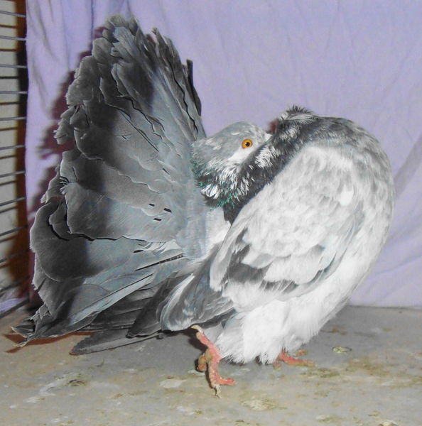 Fantail Pigeon Pigeons fall
