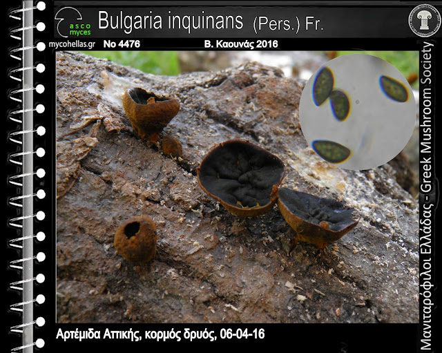 Bulgaria inquinans (Pers.) Fr.