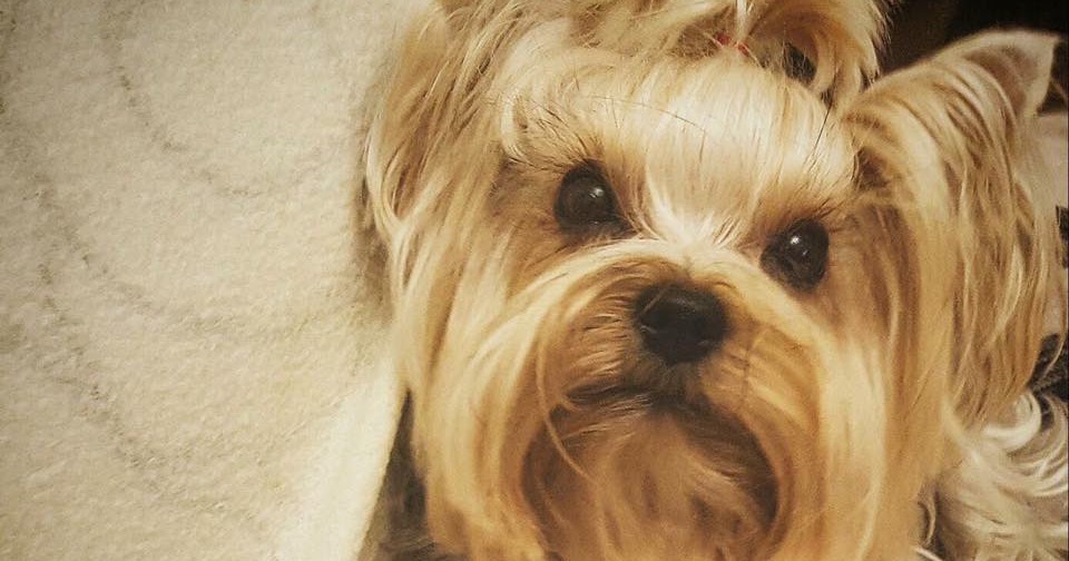 Yorkie Town 10 signs your yorkie loves you!!