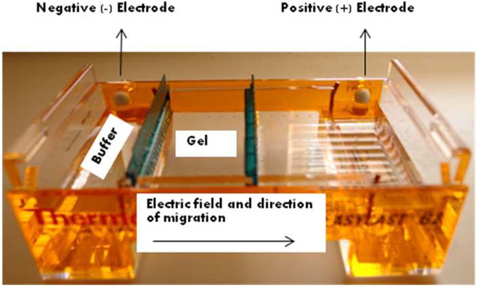 Ram Micro Arena AGAROSE GEL ELECTROPHORESIS