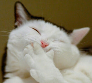 Ekspresi kucing lucu saat marah bikin ngakak Ekspresi kucing lucu saat marah bikin ngakak