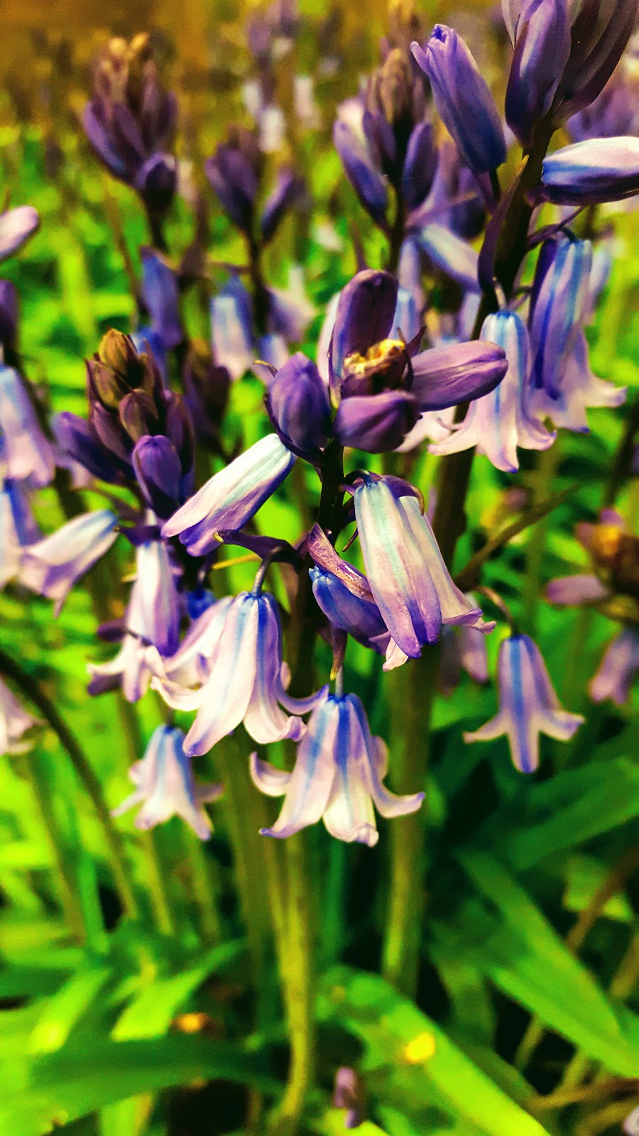 Welcome To The Weekend Blog Hop: Bluebells And White-bells