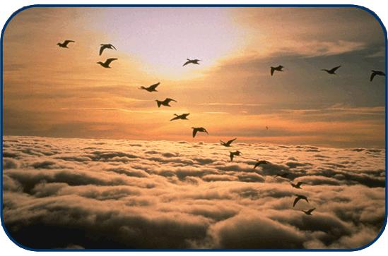 Gambar Burung Terbang Di Awan - Gambar Burung