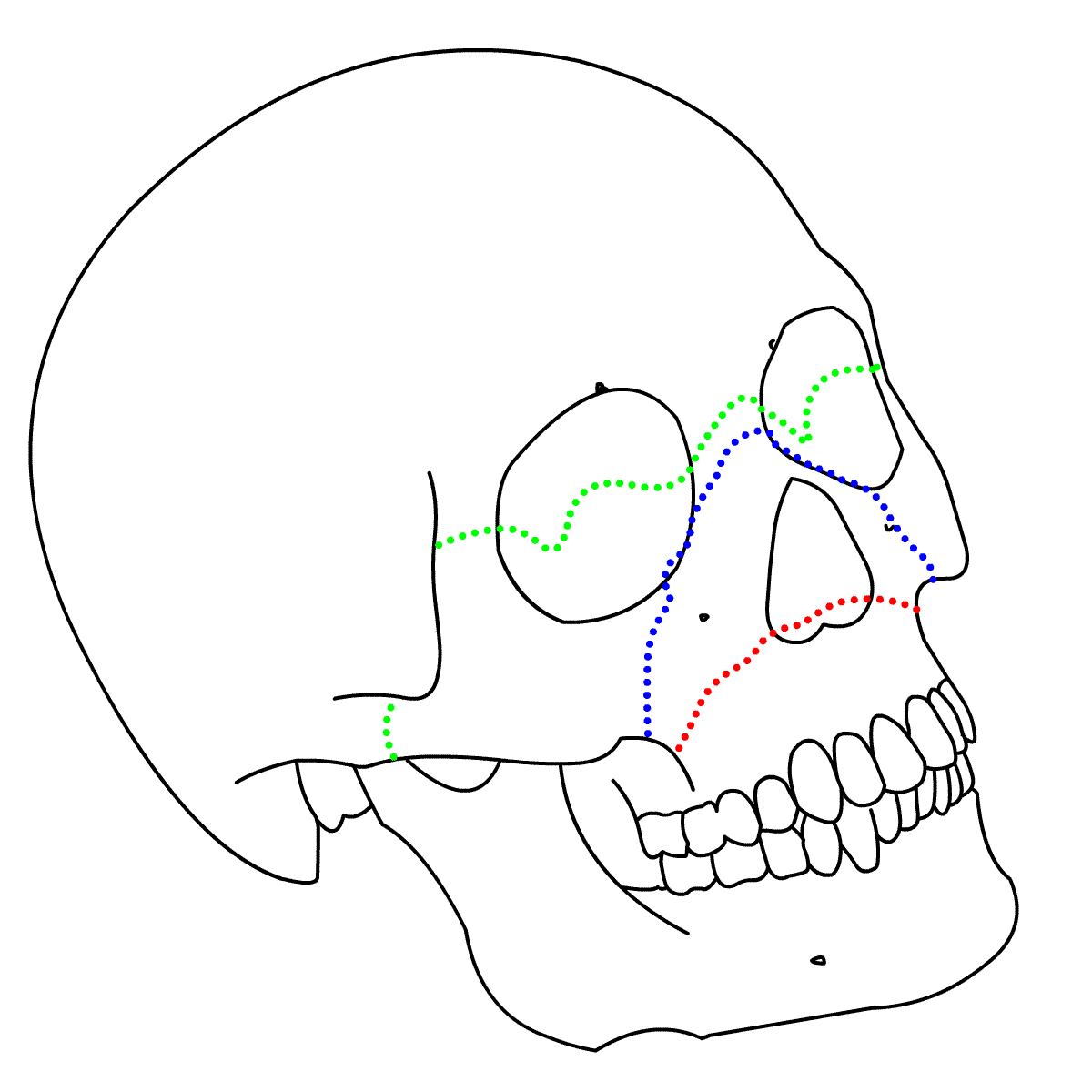 By 411 Advanced Human Anatomy Blog Neuroanatomy Post 6 The Skull