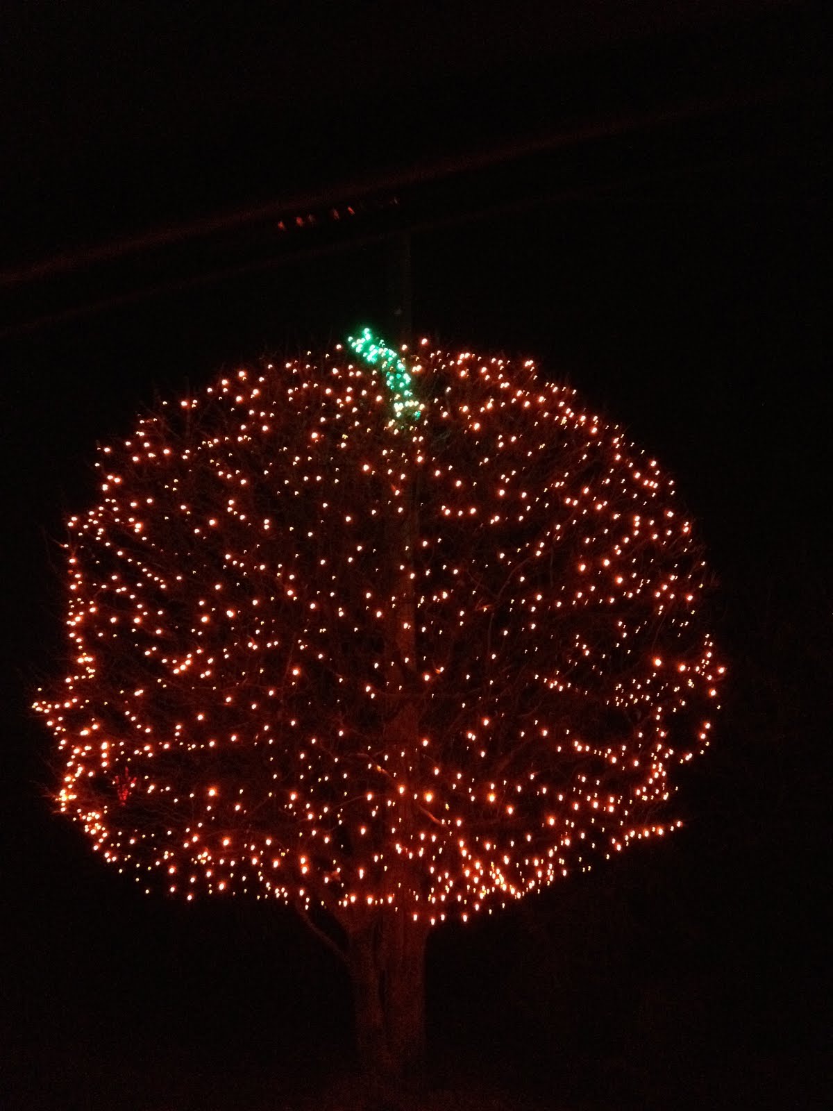 Damn Arbor Cool Christmas lights