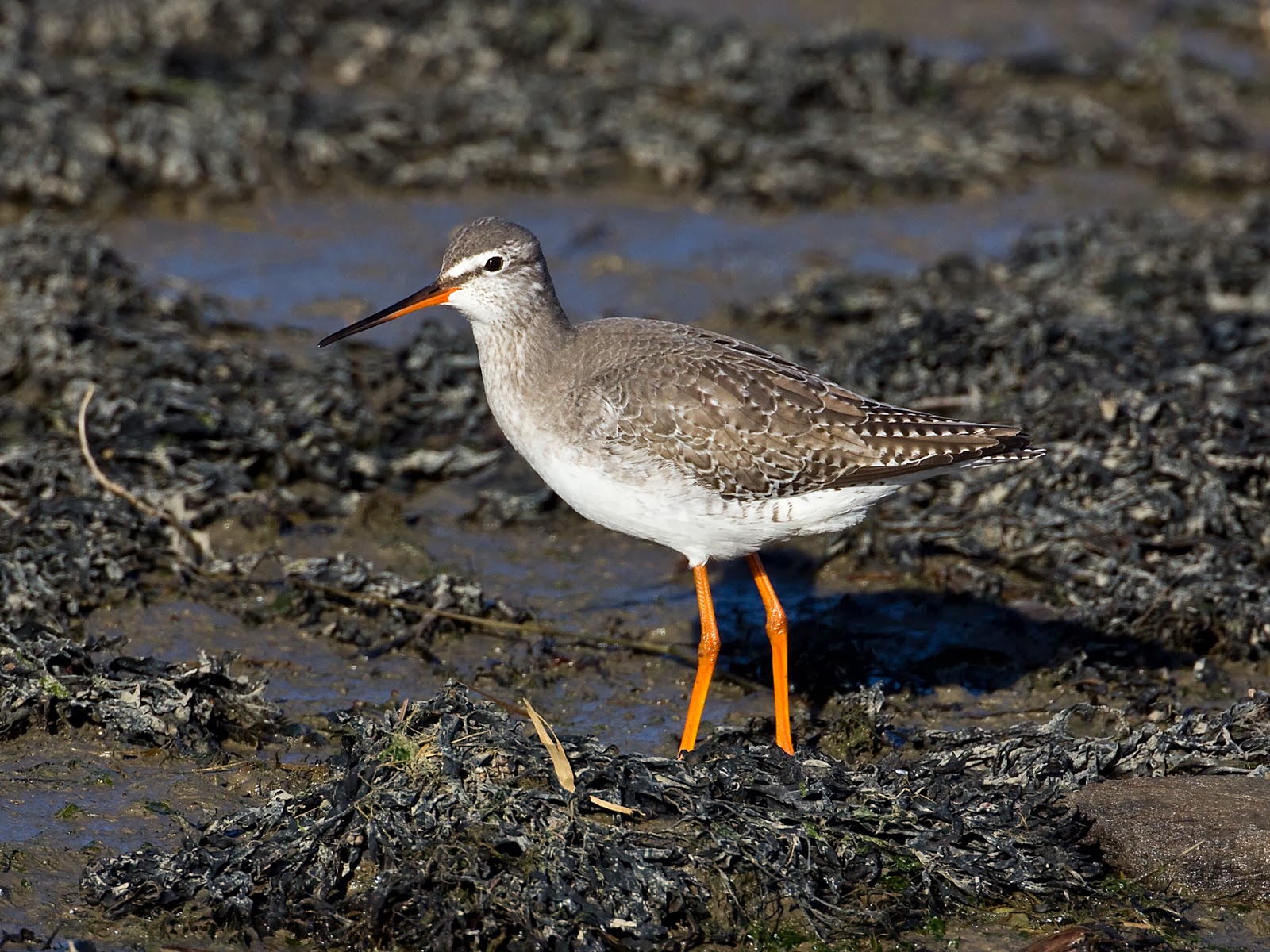 Martin's Sussex Birding Blog Spotted Redshank