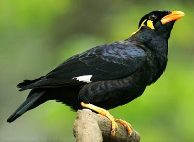 Burung Beo, Inilah 10 Burung Yang Dilarang Dibawa Keluar Dari Aceh