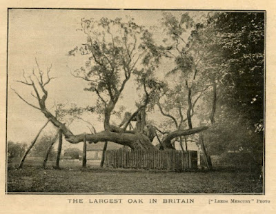 The Cowthorpe Oak 1906 copyright The Yorkshire Post The Cowthorpe Oak 1906 copyright The Yorkshire Post