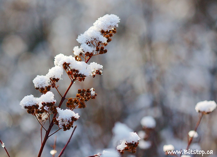 Bitstop A Dusting of Snow