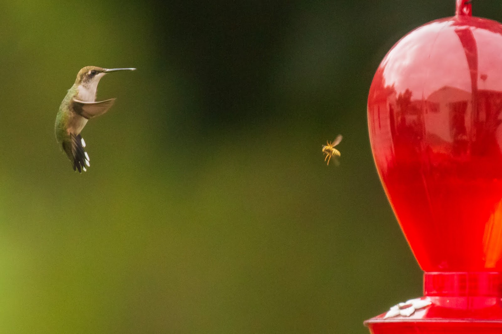 Bill Vocke Photos HUMMINGBIRDS (AND AN ANGRY YELLOW JACKET!)