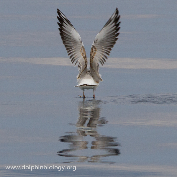 Dolphin Biology and Conservation Seagull rear view