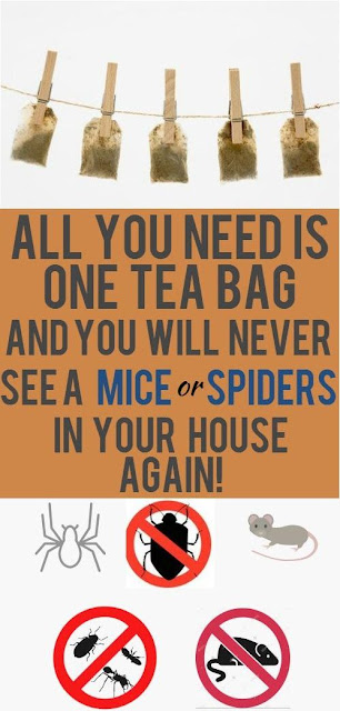 Unbelievable! All You Need Is One Tea Bag And You Will Never See A Mice Or Spiders In Your House Again!