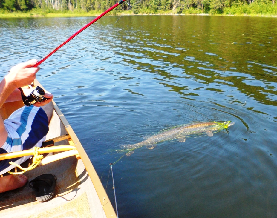 Family has a firm grasp on northern pike fishing 