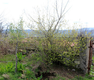 The tree which starved my silver birch of light The tree which starved my silver birch of light