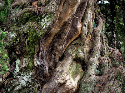 Byakusin (Chinese juniper) tree: Kencho-ji