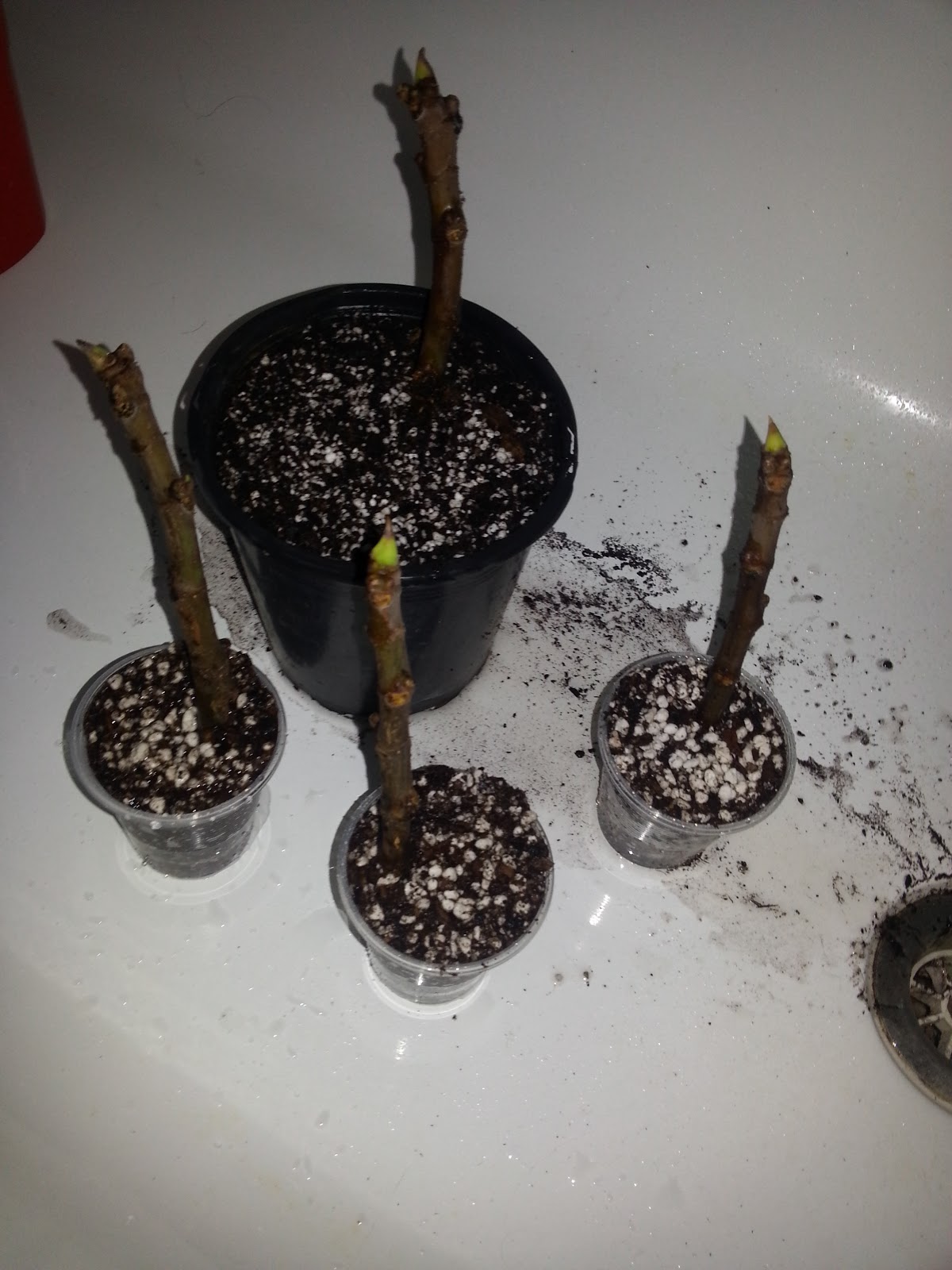 How to Root Green Fig Cuttings A Canberra Vegie Garden