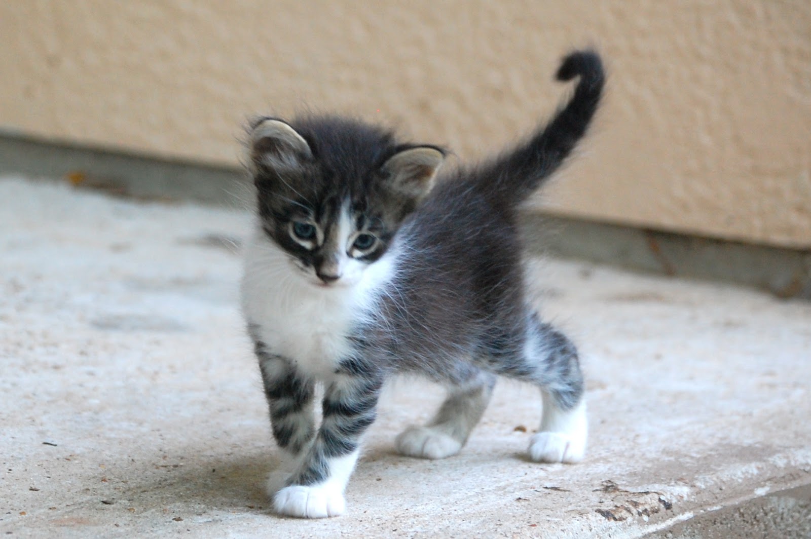 Heritage Schoolhouse Kittens at Four Weeks Old )