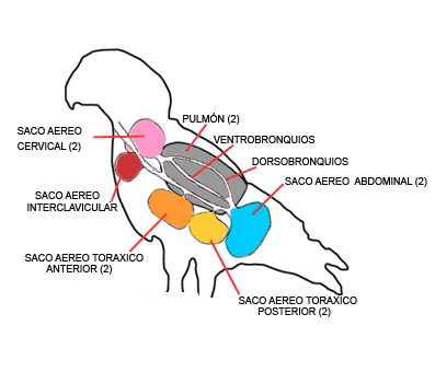 Resultado de imagen para sacos aereos del sistema respiratorio de las aves