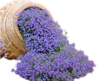 Vaso com flores
