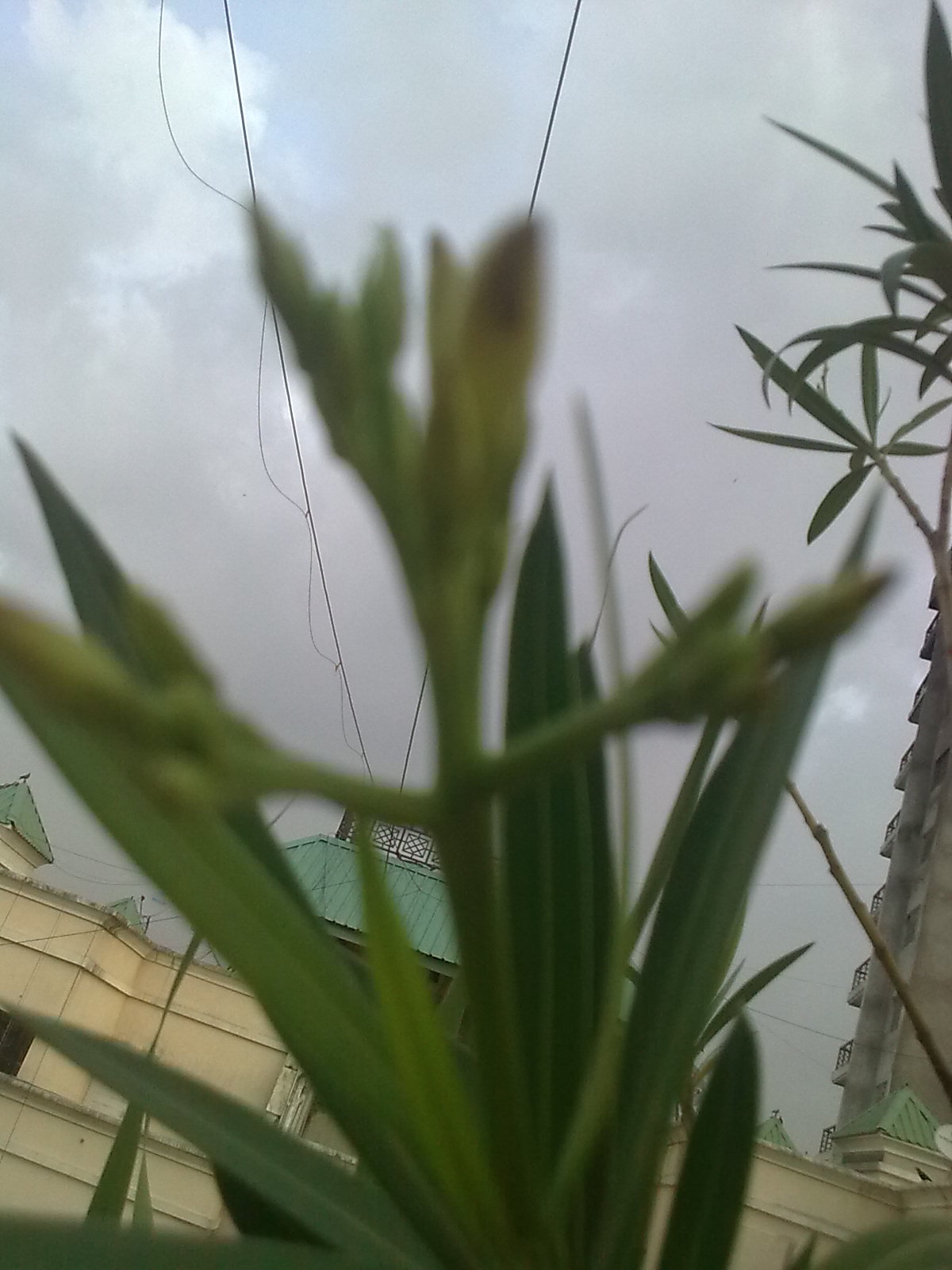 Garden Care Simplified Kaner Flowering Plant