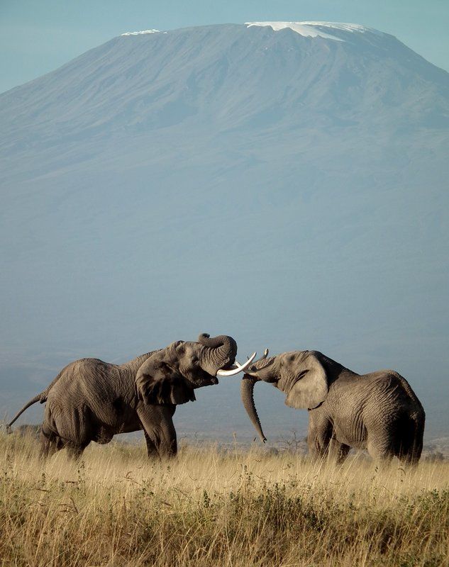 Amboseli National Park, Kenya | PLAN YOUR VACATION IN KENYA