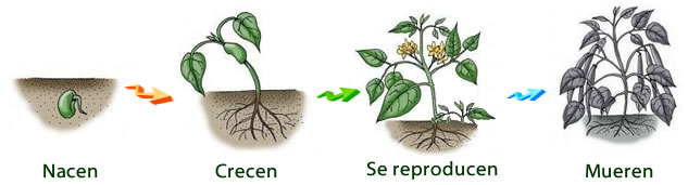 las plantas nacen, crecen, reproducen, envejecen y muere