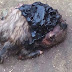 Woman Gave Birth To A Dog In Bori, Rivers State After Being Pregnant For 3 Years - Photos