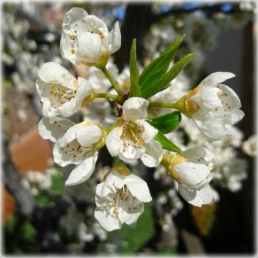 Flor del Ciruelo