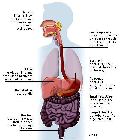Natural Science 6 grade: 2. DIGESTIVE SYSTEM